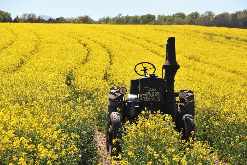 Canola Field with old tractor