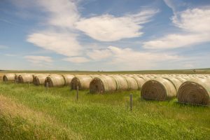 Farms as a threat to native grasslands